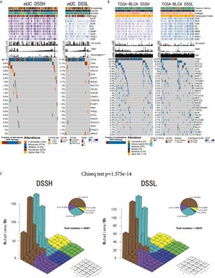 Activation of the DDR Pathway Leads to the Down-Regulation of the TGFβ Pathway and a Better Response to ICIs in Patients With Metastatic Urothelial Carcinoma